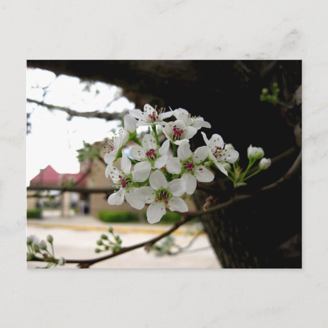 Cartão Postal Macro Fotografia de Flores da Primavera Branca (Frente)