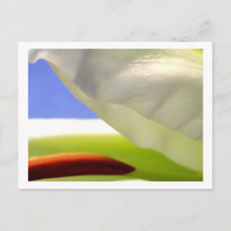 Cartão Postal Macro Lily II