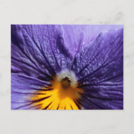 Cartão Postal Macro: pansor roxo e amarelo