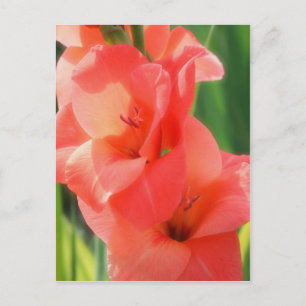 Cartão Postal Macro Peach Gladiolas Flor Natureza
