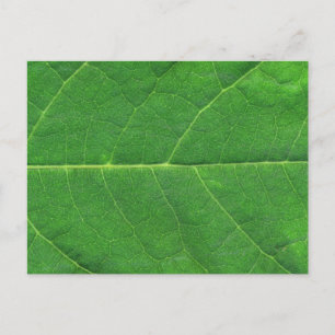 Cartão Postal Macro Photo Leaf