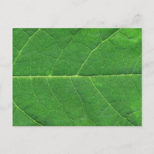 Cartão Postal Macro Photo Leaf (Frente)