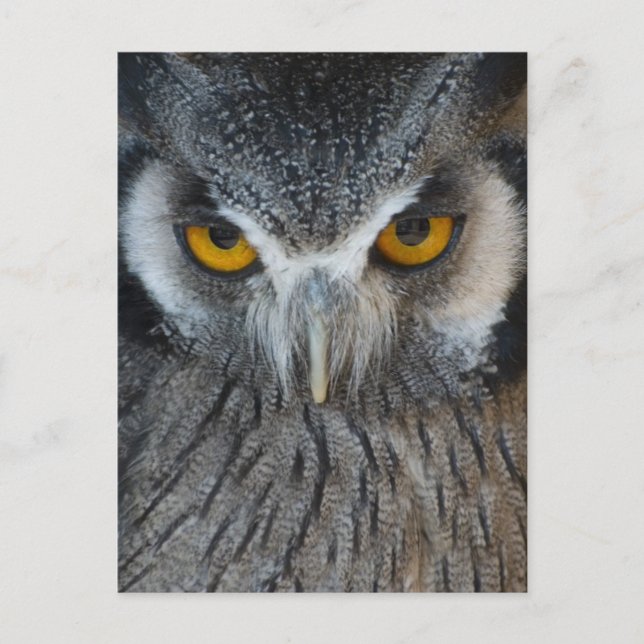 Cartão Postal Macro Preto e Coruja Branca (Frente)