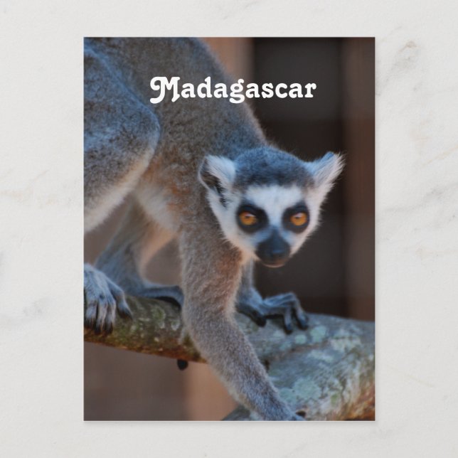 Cartão Postal Madagáscar Lemur (Frente)