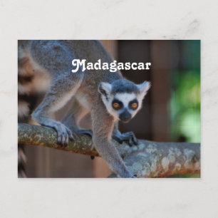 Cartão Postal Madagáscar Lemur