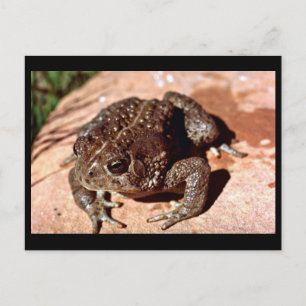 Cartão Postal Madeira
