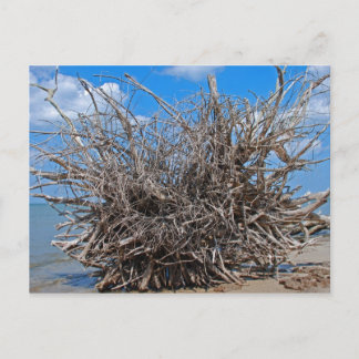 Cartão Postal Madeira da tração na praia de Florida