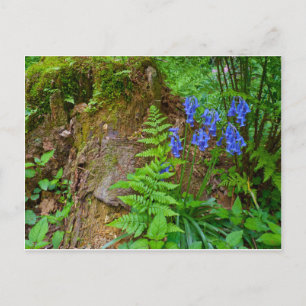 Cartão Postal Madeira de Bluebell