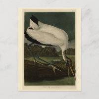 Madeira Ibis (Ibis, Stork): Aves de Audubon da Amé