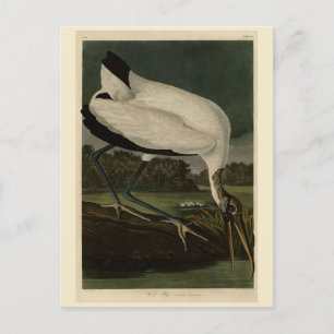 Cartão Postal Madeira Ibis (Ibis, Stork): Aves de Audubon da Amé