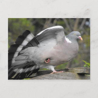 Cartão Postal Madeira Pigeon