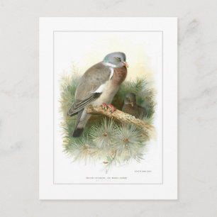 Cartão Postal Madeira-Pombo