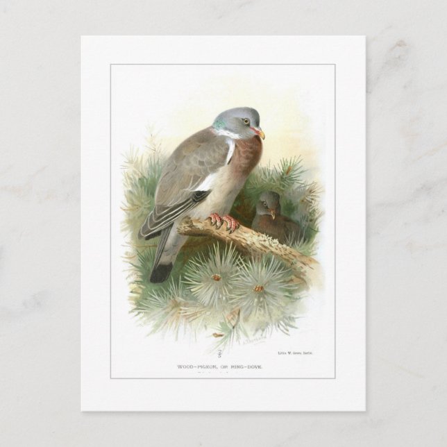 Cartão Postal Madeira-Pombo (Frente)
