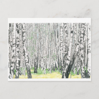 Cartão Postal Madeira Silver Birch - Cartão-postal