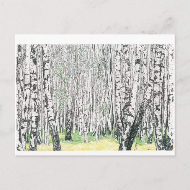 Cartão Postal Madeira Silver Birch - Cartão-postal (Frente)
