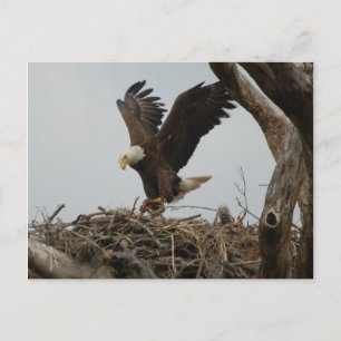 Cartão Postal Madre Bald Eagle