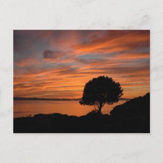 Cartão Postal Madrone Sunset