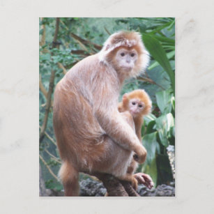 Cartão Postal Mãe & bebê do macaco do Langur