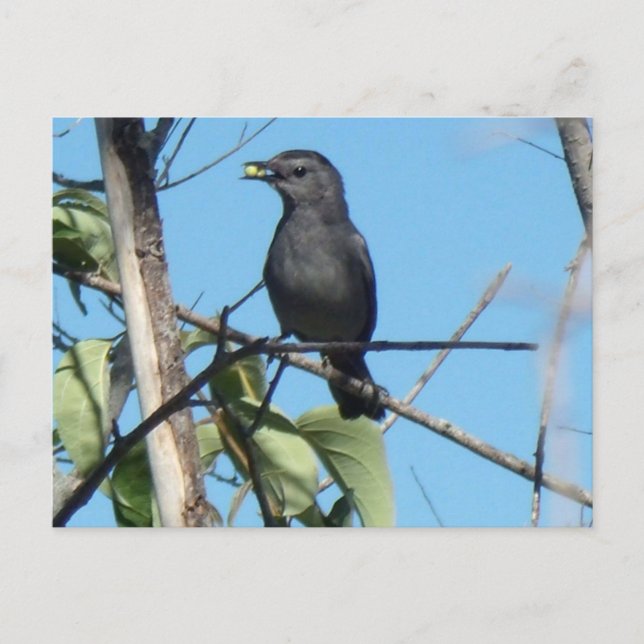 Cartão Postal Mãe Catbird leva Berries aos seus bebês de aliment (Frente)