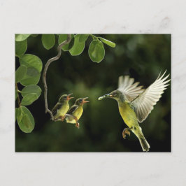 Cartão Postal Mãe de beija-flor