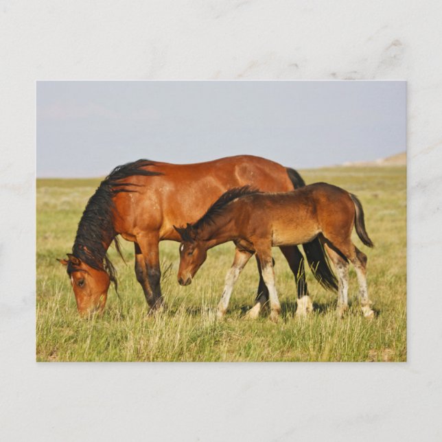 Cartão Postal Mãe de Cavalo Selvagem e Grazing Colt (Frente)