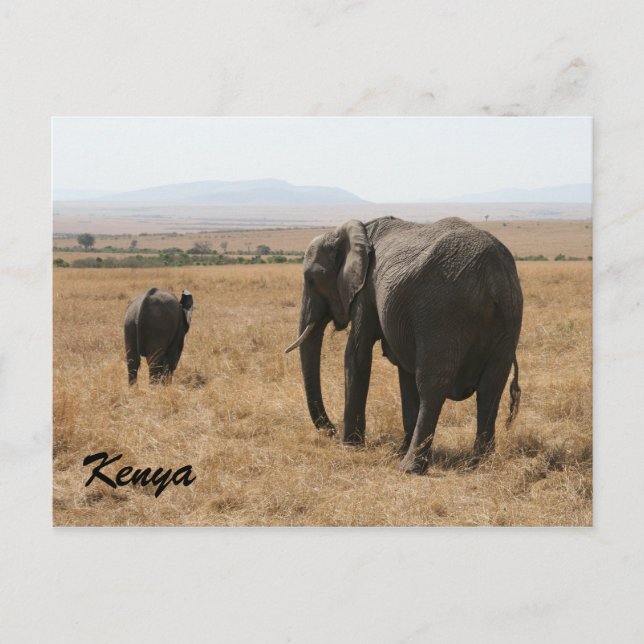 Cartão Postal mãe de elefante africano (Frente)