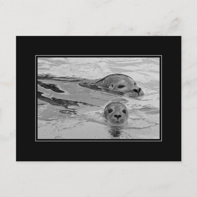 Cartão Postal Mãe de foca e foca de bebê (Frente)