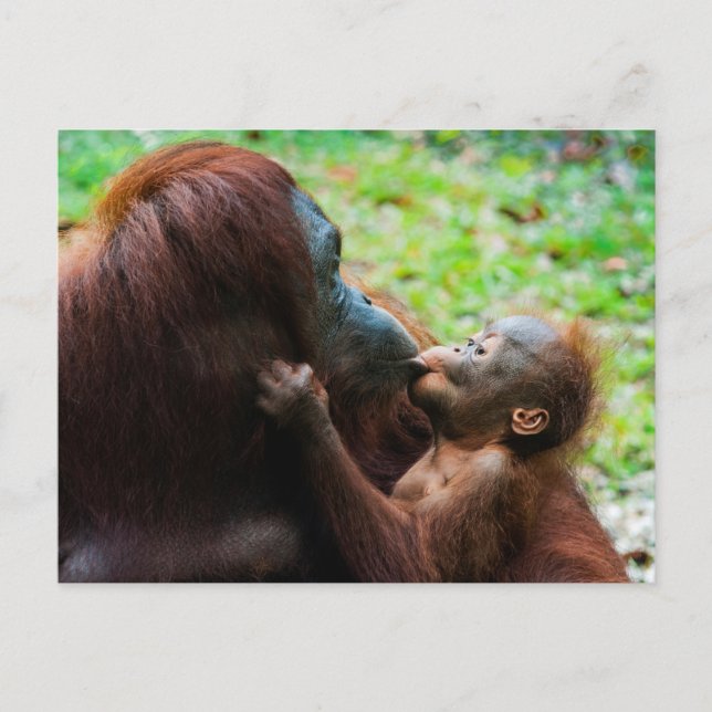Cartão Postal Mãe de orangotango com bebê (Frente)