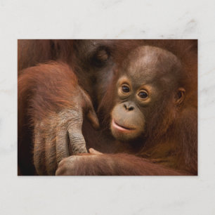 Cartão Postal Mãe de orangotango e bebê no zoológico
