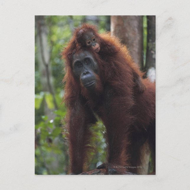 Cartão Postal Mãe de Orangutan com Bebê 2 (Frente)