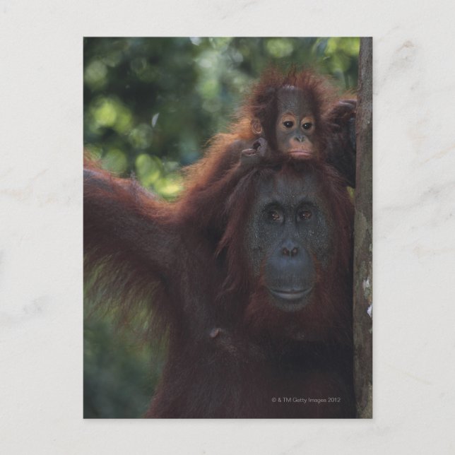 Cartão Postal Mãe de Orangutan com Bebê 5 (Frente)