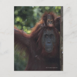 Cartão Postal Mãe de Orangutan com Bebê 5