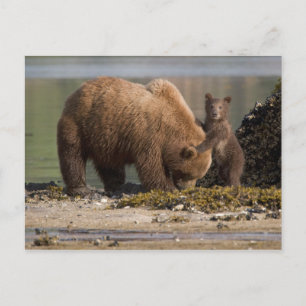 Cartão Postal Mãe de Urso Grizzly com Cubo em uma Praia
