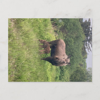 Cartão Postal Mãe e Bebê Alce