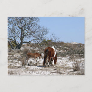 Cartão Postal Mãe e Bebê Cavalo em Assateague