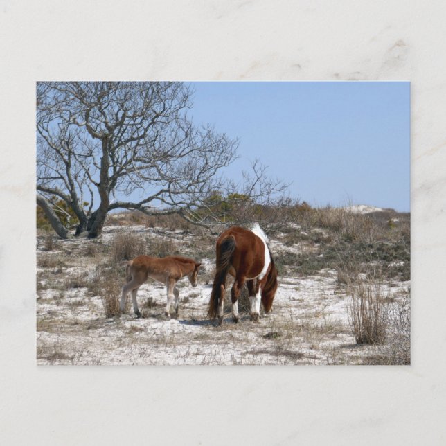 Cartão Postal Mãe e Bebê Cavalo em Assateague (Frente)