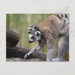 Cartão Postal Mãe E Bebê De Limão De Alça