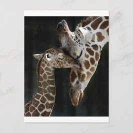 Cartão Postal Mãe e Bebê Girafa Cuddle