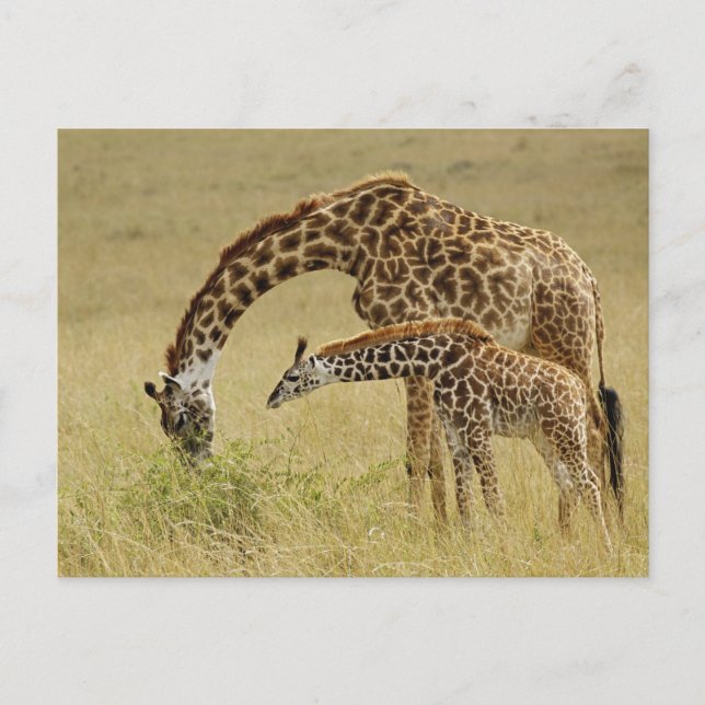 Cartão Postal Mãe e bebê Girafa Masai, Giraffa (Frente)