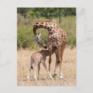 Cartão Postal Mãe e bebê girafa no Quênia