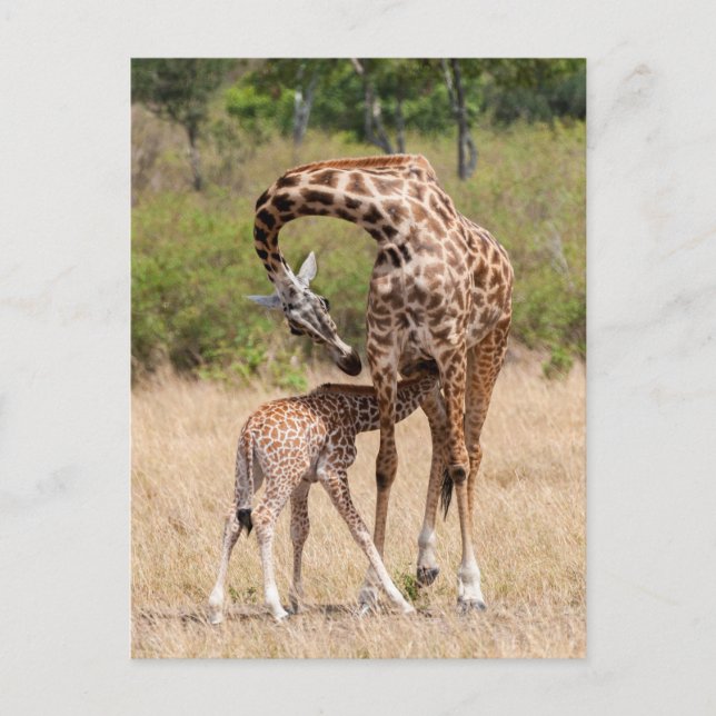 Cartão Postal Mãe e bebê girafa no Quênia (Frente)