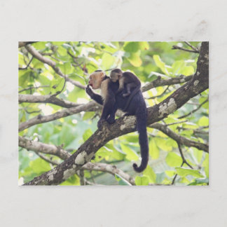 Cartão Postal Mãe e Bebê Macaco