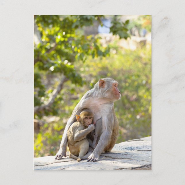 Cartão Postal Mãe e bebê macacos Rhesus Macaque no muro (Frente)