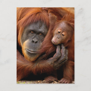 Cartão Postal Mãe e Bebê Orangutan