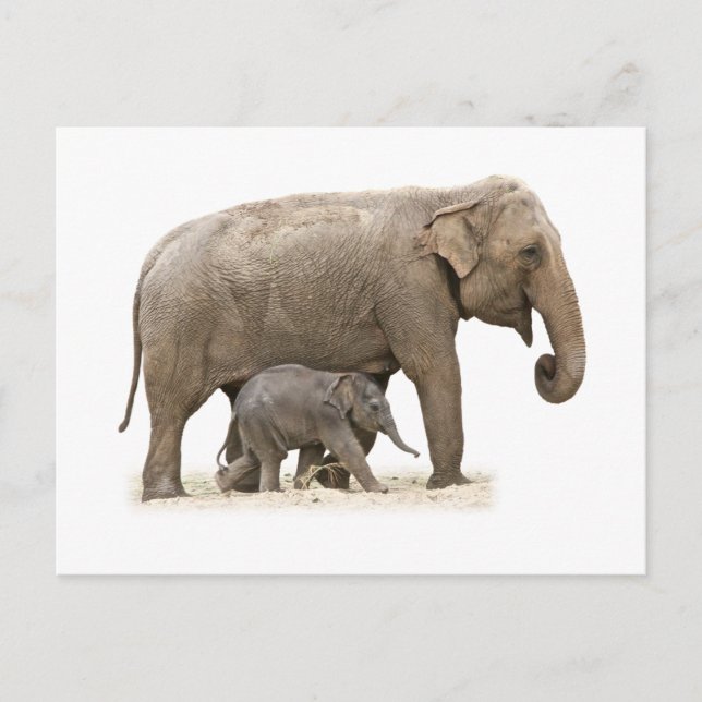Cartão Postal Mãe e Elefante Bebê (Frente)