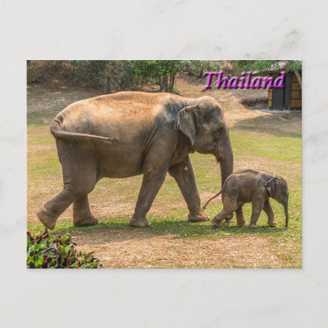 Cartão Postal Mãe e Elefante Bebê, Cartão-postal da Tailândia (Frente)