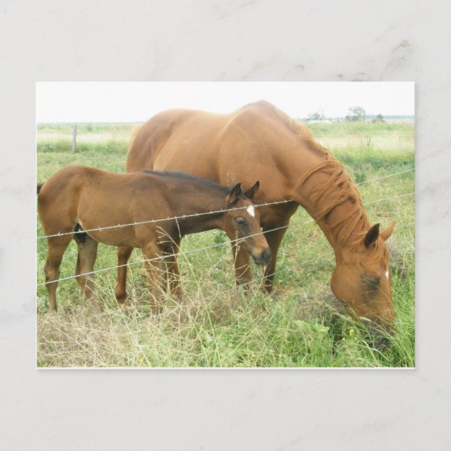 Cartão Postal Mãe e Filho (Frente)