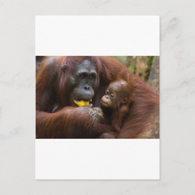 Cartão Postal Mãe e filho (Frente)