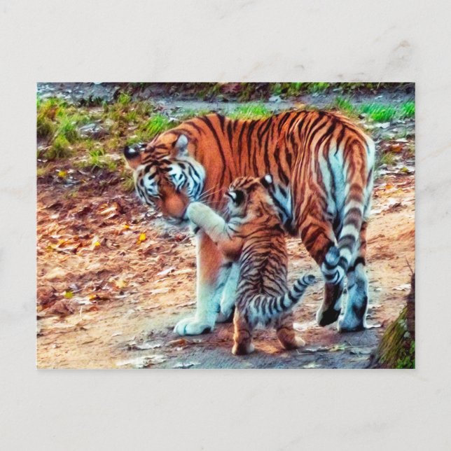 Cartão Postal Mãe e Tigre para Bebês (Frente)
