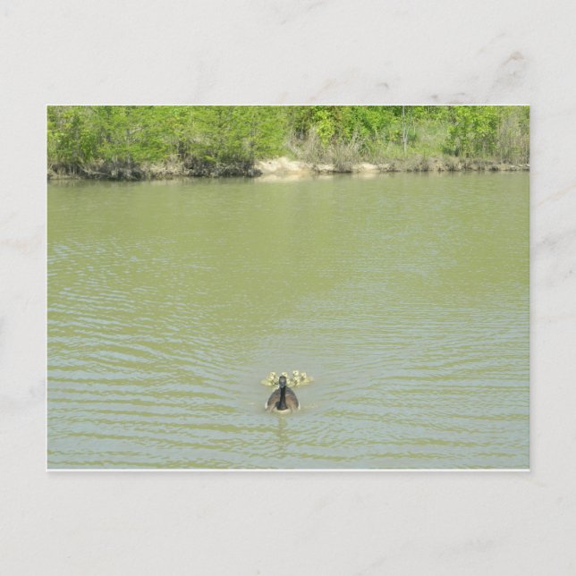 Cartão Postal Mãe Goose e seus bebês (Frente)